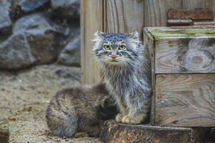 В новосибирском зоопарке котята манула впервые вышли на прогулку…