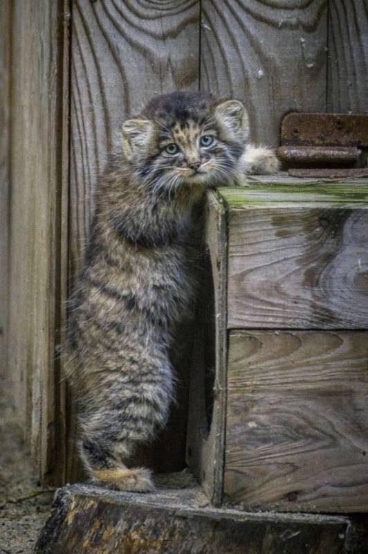 В новосибирском зоопарке котята манула впервые вышли на прогулку…