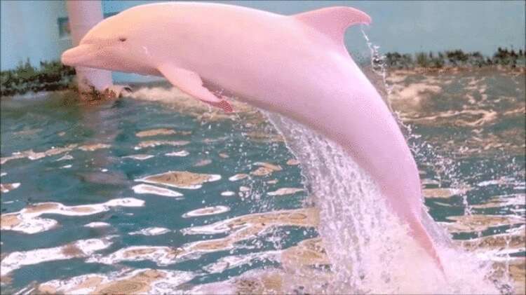 Моряку удалось снять на камеру розового дельфина! Потрясающие кадры