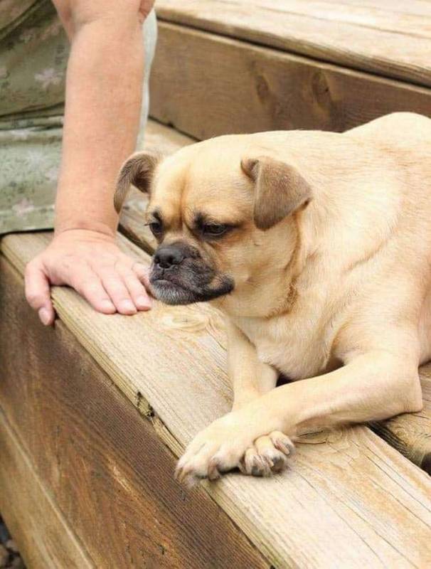 30 уморительных собак, чей нелепый вид рассмешит вас до слёз