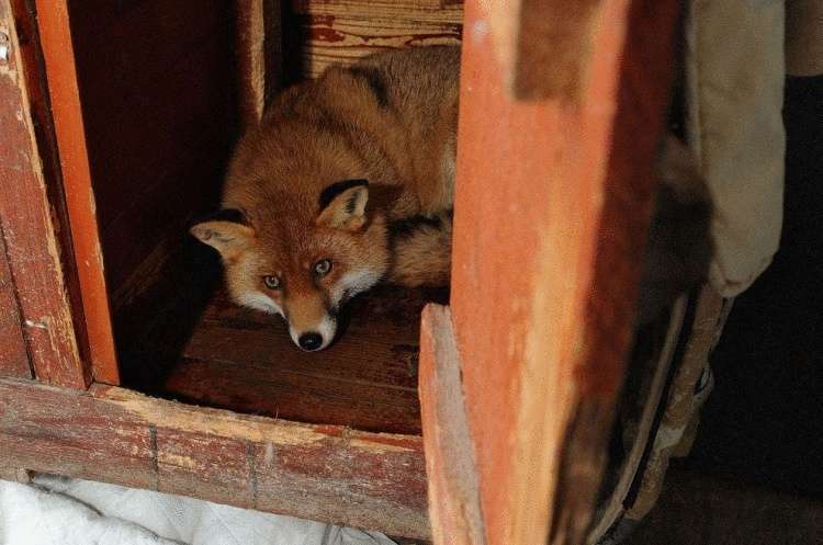 Она спит в корзине и гуляет на поводке: лисица, которая считает себя хозяйским псом