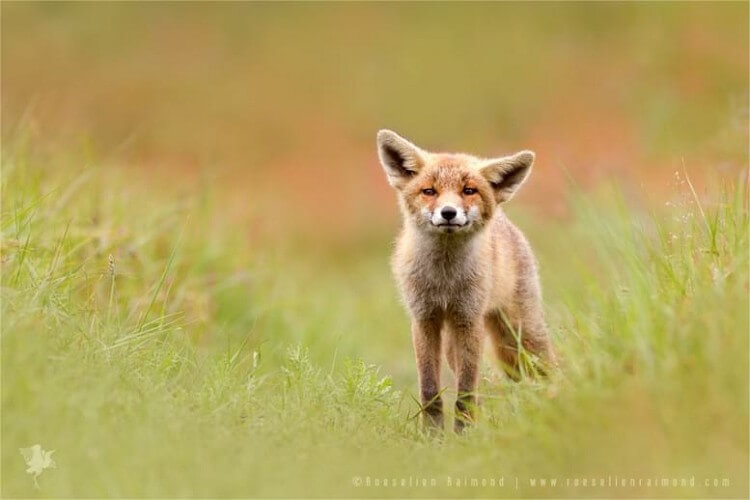 20 фотографий, на которых лисы бесподобны