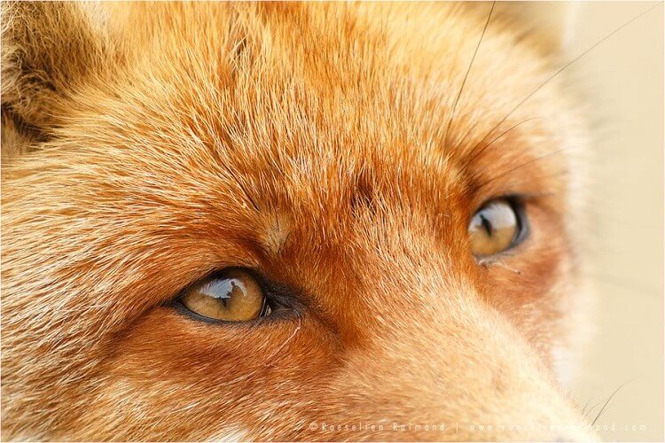 20 фотографий, на которых лисы бесподобны