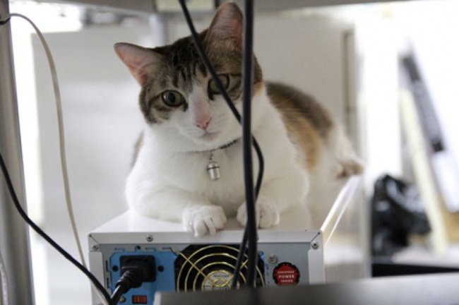 Японская фирма разрешила приносить кошек на работу, чтобы избавить сотрудников от стресса
