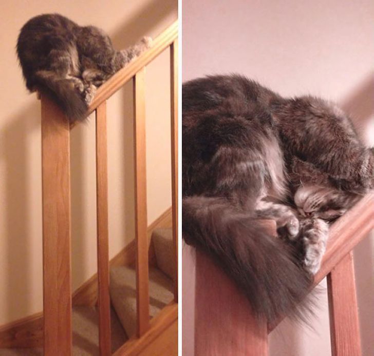 Только кошки могут вот так улечься спать…