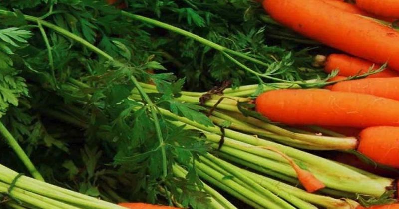 Целительная сила ботвы моркови