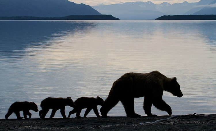 Самые трогательные мамы-медведицы и их медвежата
