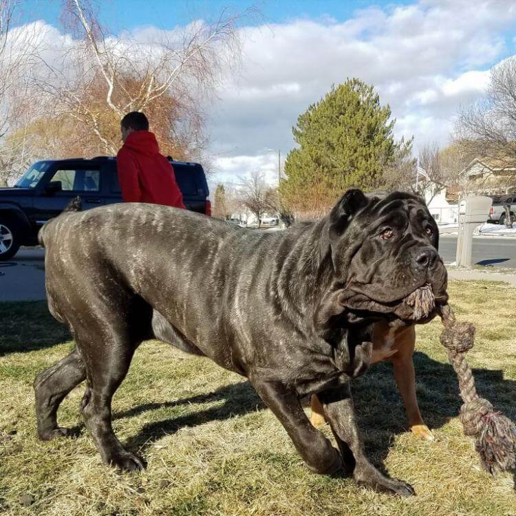 Мужчина вырастил самого огромного щенка в мире!