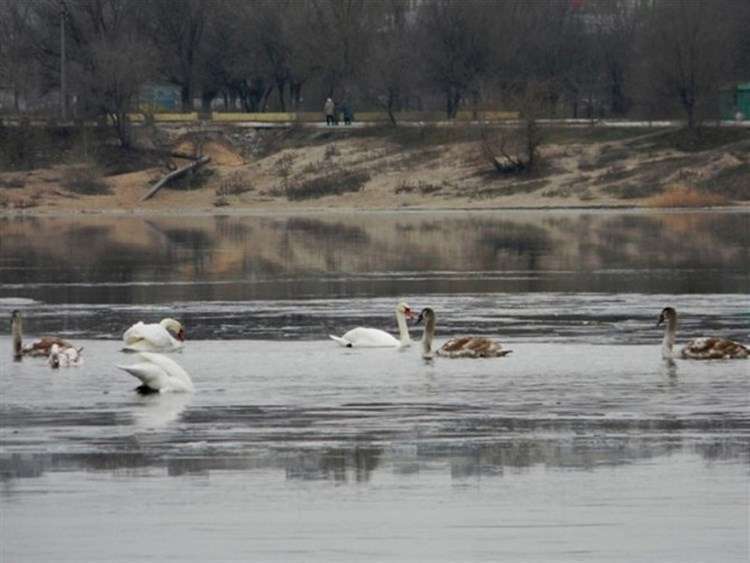 Женщина спасла целую стаю лебедей, замерзающих на пруду