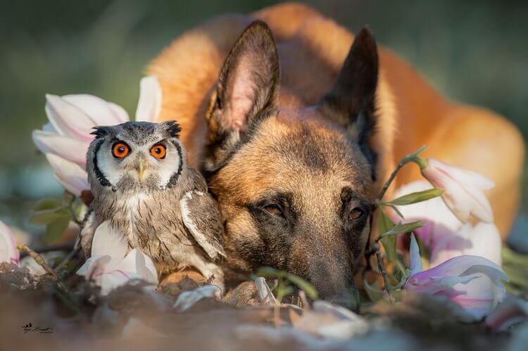 Сова и собака: эта необычная дружба покорит ваше сердце!
