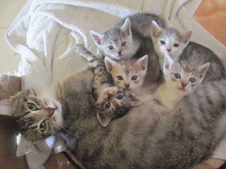 20 мамочек-кошек, которые явно гордятся своими котятами