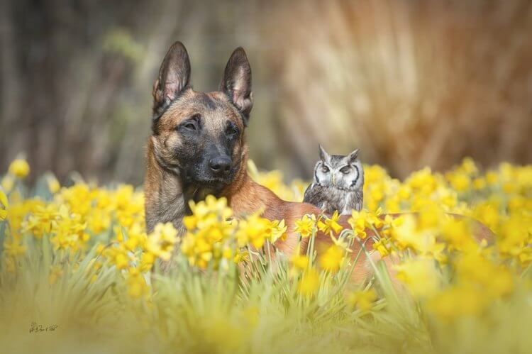 Сова и собака: эта необычная дружба покорит ваше сердце!
