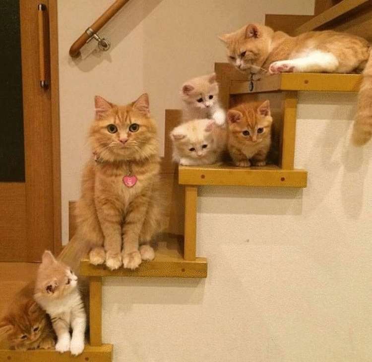 20 мамочек-кошек, которые явно гордятся своими котятами