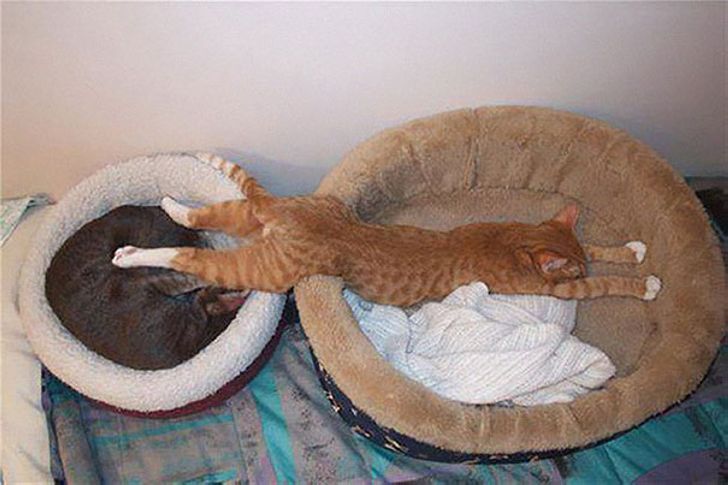 Только кошки могут вот так улечься спать…