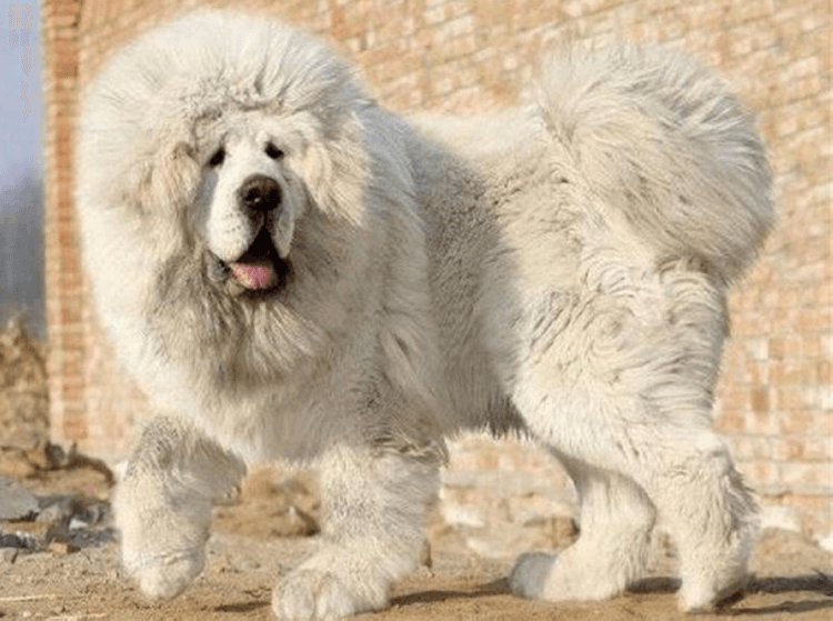 Это самая дорогая собака на земле! Как выглядит тибетский мастиф