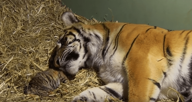 Оператор снимал, уставшую после родов, тигрицу, как вдруг заметил это…