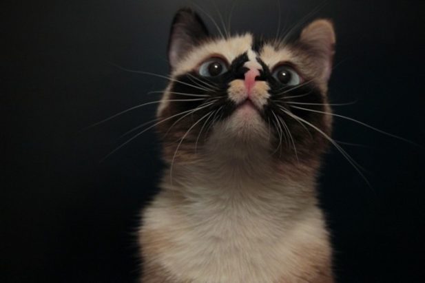 18 прекрасных кошек с самым необычным окрасом в мире