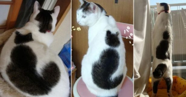 18 прекрасных кошек с самым необычным окрасом в мире