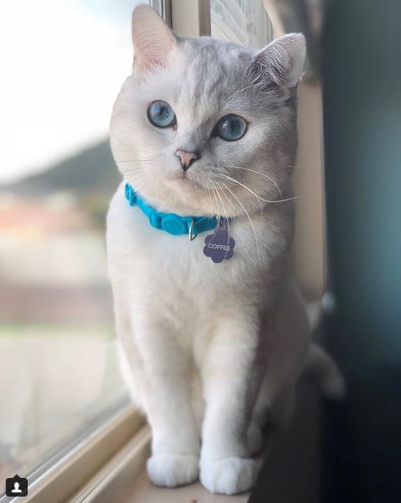 История кота по кличке Белый Кофе, который сумел победить болезнь
