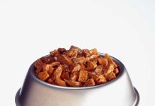 Мягкий корм для собак: преимущества и особенности натурального корм