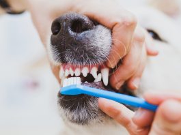 Почему забота о зубах животных так важна?