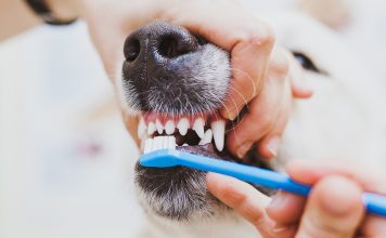 Почему забота о зубах животных так важна?