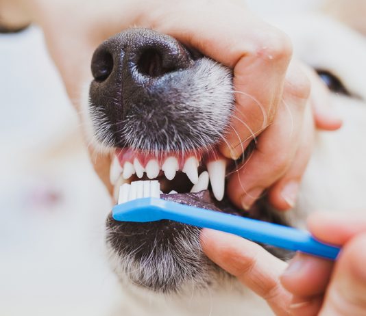 Особенности современной пересадки волос