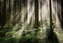 Что важно учитывать при прогулке в лесу?