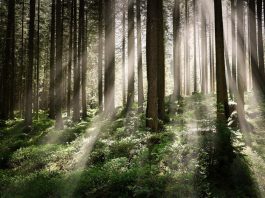 Что важно учитывать при прогулке в лесу?