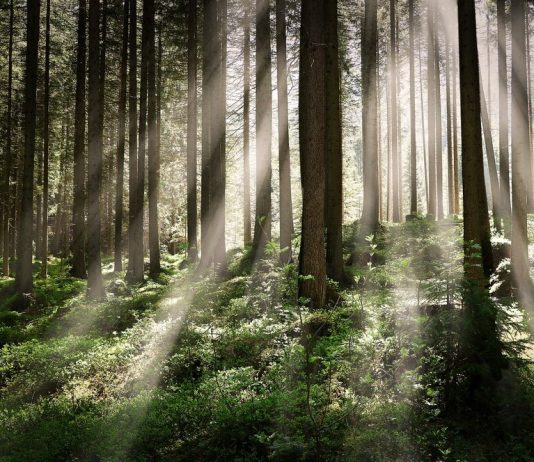 Что важно учитывать при прогулке в лесу?