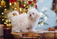 Мальтезе: звезды среди собак