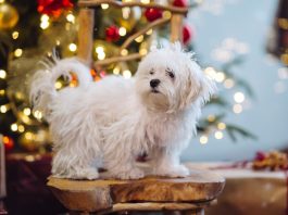 Мальтезе: звезды среди собак