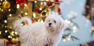 Мальтезе: звезды среди собак