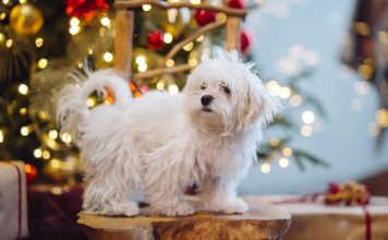 Мальтезе: звезды среди собак