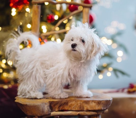 Мальтезе: звезды среди собак