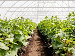 Как выбрать идеальную теплицу для ваших садово-огородных нужд