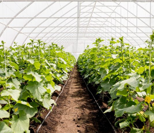 Как выбрать идеальную теплицу для ваших садово-огородных нужд