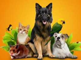 Как выбрать хороший зоомагазин?