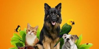 Как выбрать хороший зоомагазин?