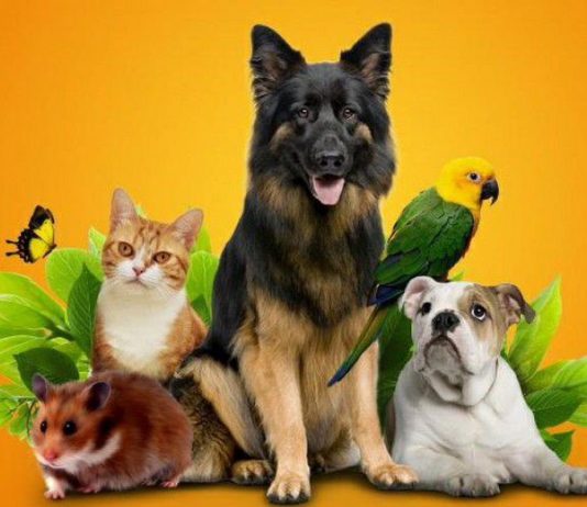 Как выбрать хороший зоомагазин?