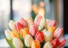 Когда стоит заказать тюльпаны оптом и что учитывать