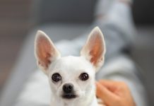 Характер чихуахуа
