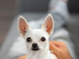 Характер чихуахуа
