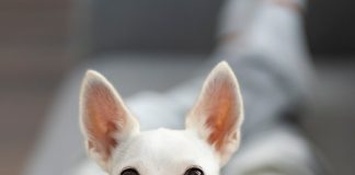 Характер чихуахуа