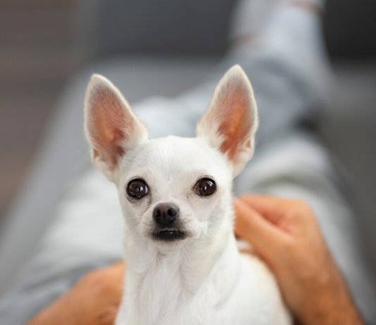 Характер чихуахуа