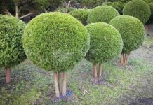 Туя Западная Смарагд: идеальный выбор для вашего сада