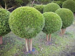 Туя Западная Смарагд: идеальный выбор для вашего сада