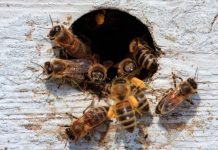 Безопасное устранение ос и шершней с помощью «Марафет»