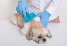 Гигиенический груминг: ключ к здоровью и комфорту вашего питомца