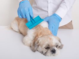 Гигиенический груминг: ключ к здоровью и комфорту вашего питомца